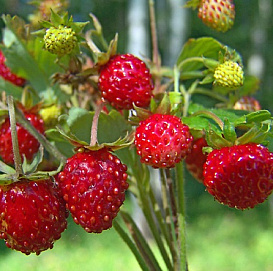 Земляника 'Земляника Лесная'