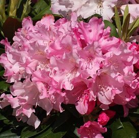 Рододендрон якушиманский 'Калинка' (розовый)