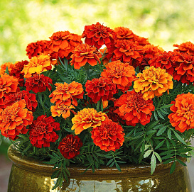 Тагетес (бархатцы) отклоненный 'Файерболл' (оранжевый)