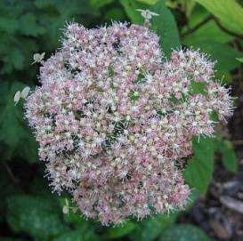 Гортензия древовидная 'Пинк Пинкашн'