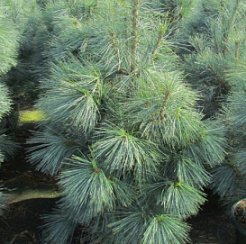 Сосна западная белая 'Аммерланд'