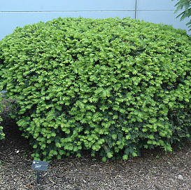 Тис средний 'Денсиформис'