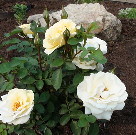 Роза 'Джей Пи Коннел' (шраб) (белая)