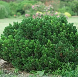 Сосна горная 'Шервуд Компакт'