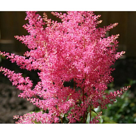 Астильба японская 'Рейнланд'