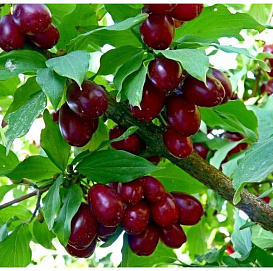 Кизил садовый