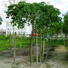 Вяз шершавый 'Кампердоуни'