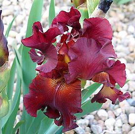 Ирис (бородатый) германский 'Вита Файр' 