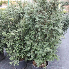 Тис ягодный 'Шварцгрун'