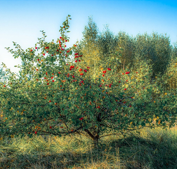 Яблоня лесная (декоративная)