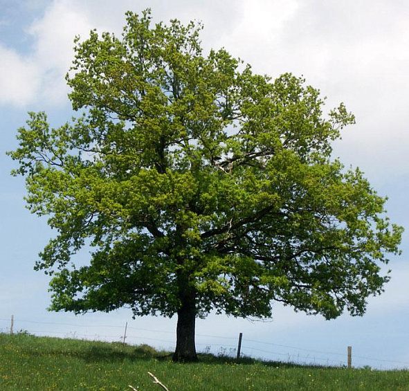 Дуб черешчатый