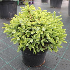 Ель сербская 'Нана'