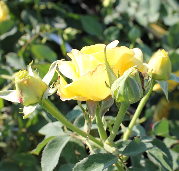 Роза 'Мальта' (чайно-гибридная) (желтая)