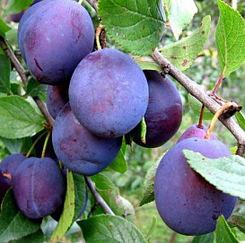 Слива 'Венгерка изумительная'