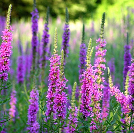 Дербенник иволистный