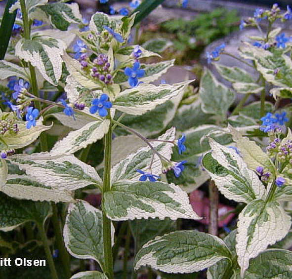 Бруннера крупнолистная 'Вариегата'