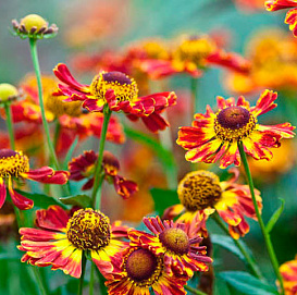 Гелениум гибридный 'Рубинцверг'