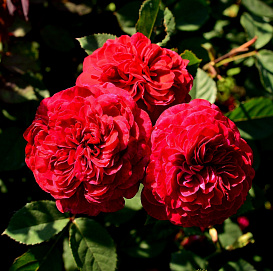 Роза 'Ред Леонардо да Винчи' (флорибунда) (винно - красная)