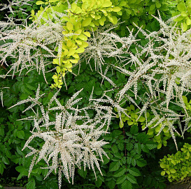 Волжанка гибридная 'Мисти Лейс' 