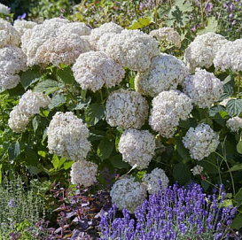 Гортензия древовидная 'Кандибель Маршмелоу'