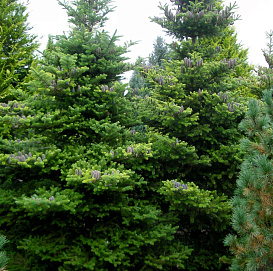 Пихта корейская