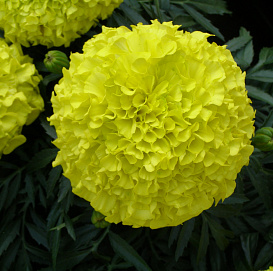 Тагетес (бархатцы) прямостоячий 'Тайшан Йеллоу' (светло-желтый)