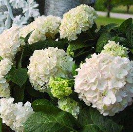 Гортензия крупнолистная 'Эндлесс Саммер Брайд'