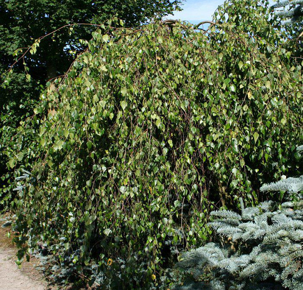 Береза повислая 'Тристис'