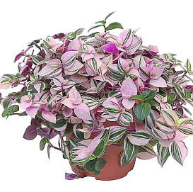 Традесканция