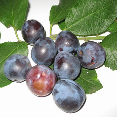 Слива 'Синичка'