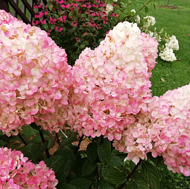 Гортензия метельчатая 'Распберри Пинк'