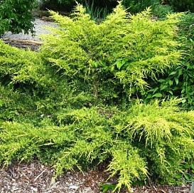 Можжевельник китайский 'Голдферн'