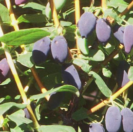 Жимолость съедобная 'Камчадалка'