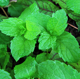 Мята перечная 'Оранженминце'