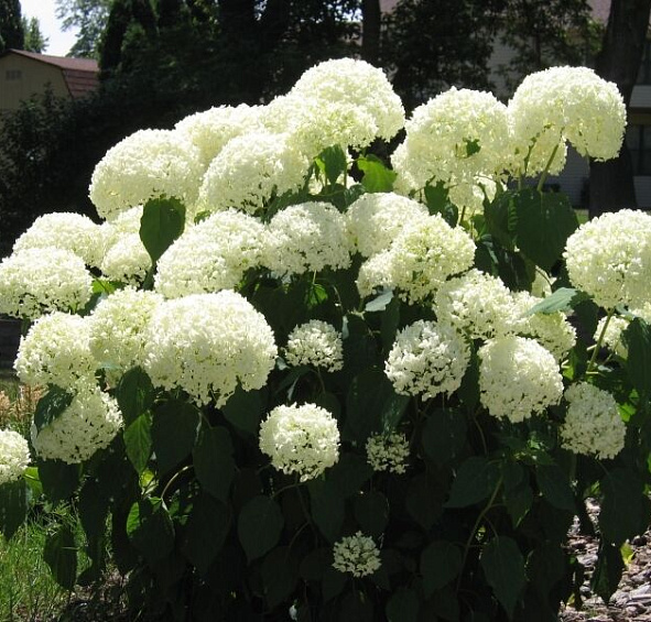 Гортензия древовидная 'Уайт Бол'