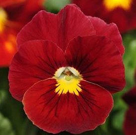 Виола Виттрока "Целло Скарлет" (красная)