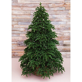 Искусственная ель НОРМАНДИЯ темно-зеленая, (литая хвоя 100% РЕ), 1,55 м, Triumph Tree