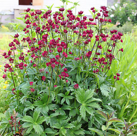 Астранция крупная 'Руби Веддинг'