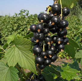 Смородина черная 'Тамерлан'