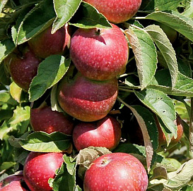 Яблоня колоновидная 'Орловская Есения'