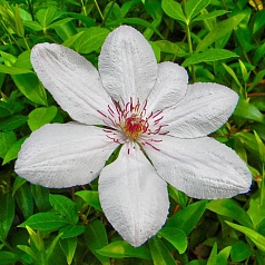 Клематис 'Иоанн Павел II'