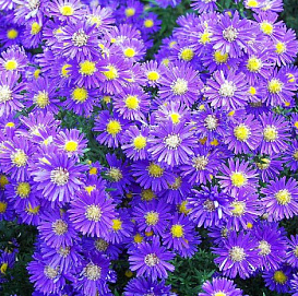 Астра кустарниковая 'Блу Лагун'