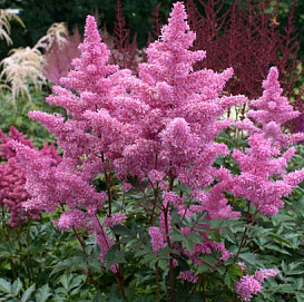 Астильба Арендса 'Ритм энд Бит' (розовый)