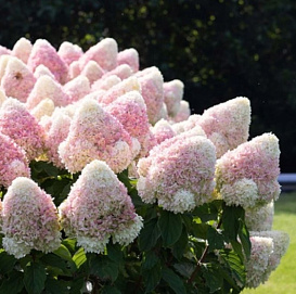 Гортензия метельчатая 'Саммер Лав'