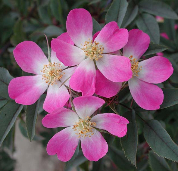 Роза сизая (розовая)