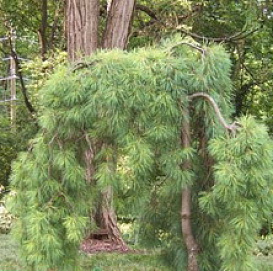 Сосна веймутова 'Пендула'