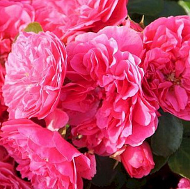 Роза 'Пинк Свани' (почвопокровная, шраб) (розовая)