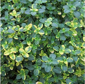 Тимьян лимоннопахнущий 'Замбези'