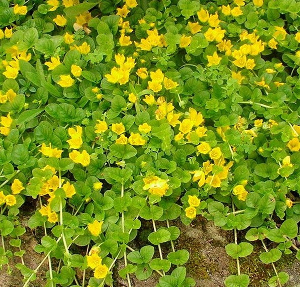 Вербейник монетчатый