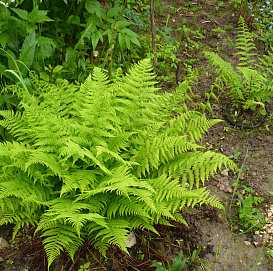 Кочедыжник ниппонский "Ред Бьюти"